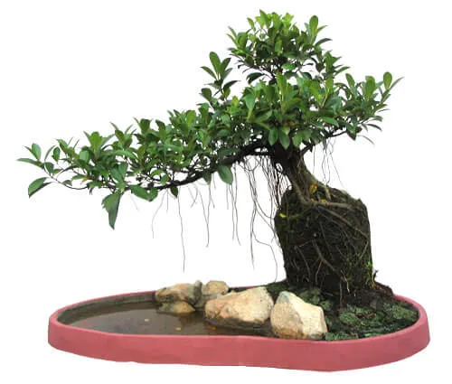 Tưới nước thường xuyên là điều kiện quan trọng để cây si phát triển, đặc biệt là vào những ngày nắng gắt