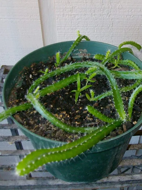 Tưới nước thường xuyên tạo độ ẩm cho cây thanh long non phát triển