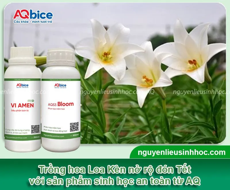 Tưới nước và bổ sung dinh dưỡng đúng cách là phần không thể thiếu trong cách trồng hoa loa kèn nở đúng tết