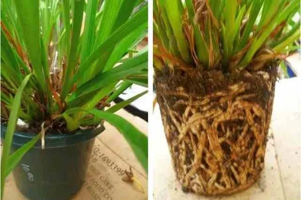 Tưới nước và bón phân cho Địa Lan