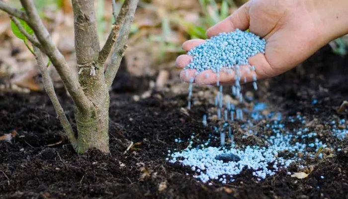 Tưới nước và bón phân trồng cây tường vi giúp cây phát triển khỏe mạnh và ra hoa đều