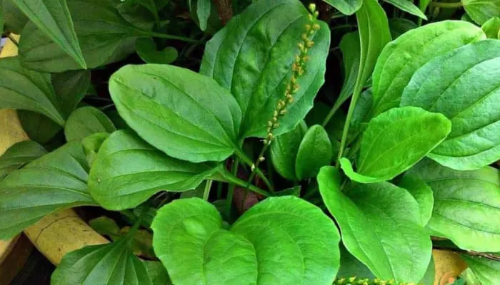 Tưới nước và vun xới gốc định kỳ trong kỹ thuật chăm sóc cây mã đề