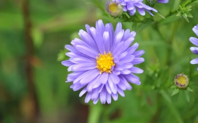 Tưới nước vừa đủ cho cây cúc tím thạch thảo