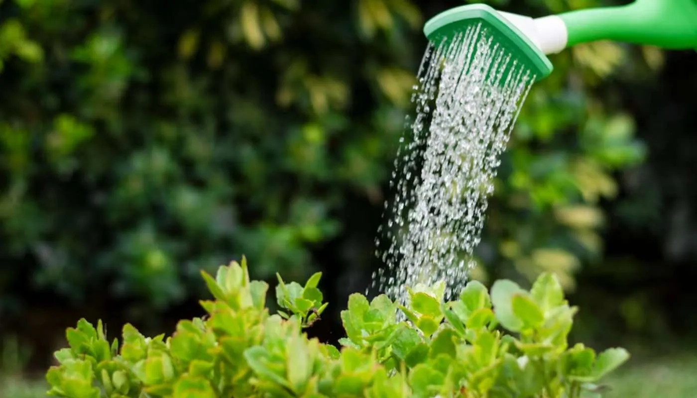 Tưới nước vừa đủ cho cây sống đời, tránh làm cây bị ngập úng rễ