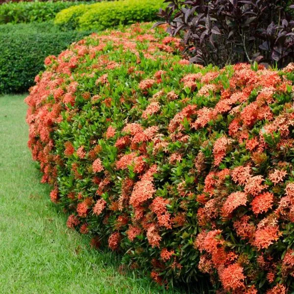 Tường hoa mẫu đơn đỏ rực rỡ là mục tiêu của mọi người yêu hoa khi áp dụng đúng kỹ thuật trồng