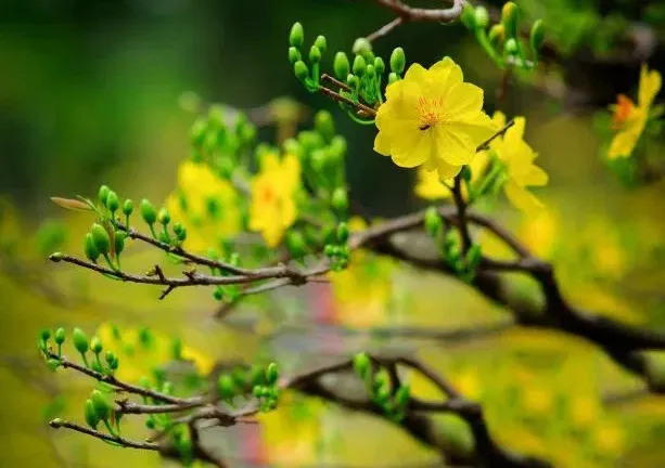 Tuyệt đối không bón phân khi vừa thay đất vì bộ rễ không thể hấp thụ được phân