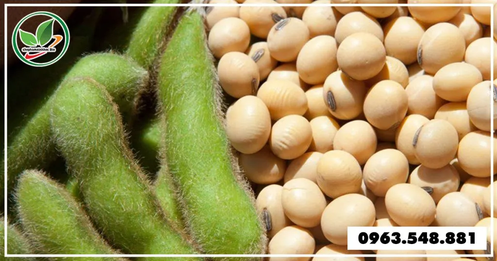 Ủ phân đậu tương mang dinh dưỡng tới cây trồng