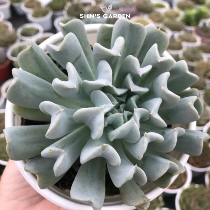 Cách Trồng Cây Sen Đá Trong Nhà: Hướng Dẫn Chi Tiết Để Cây Luôn Khỏe Mạnh Và Lên Màu Đẹp