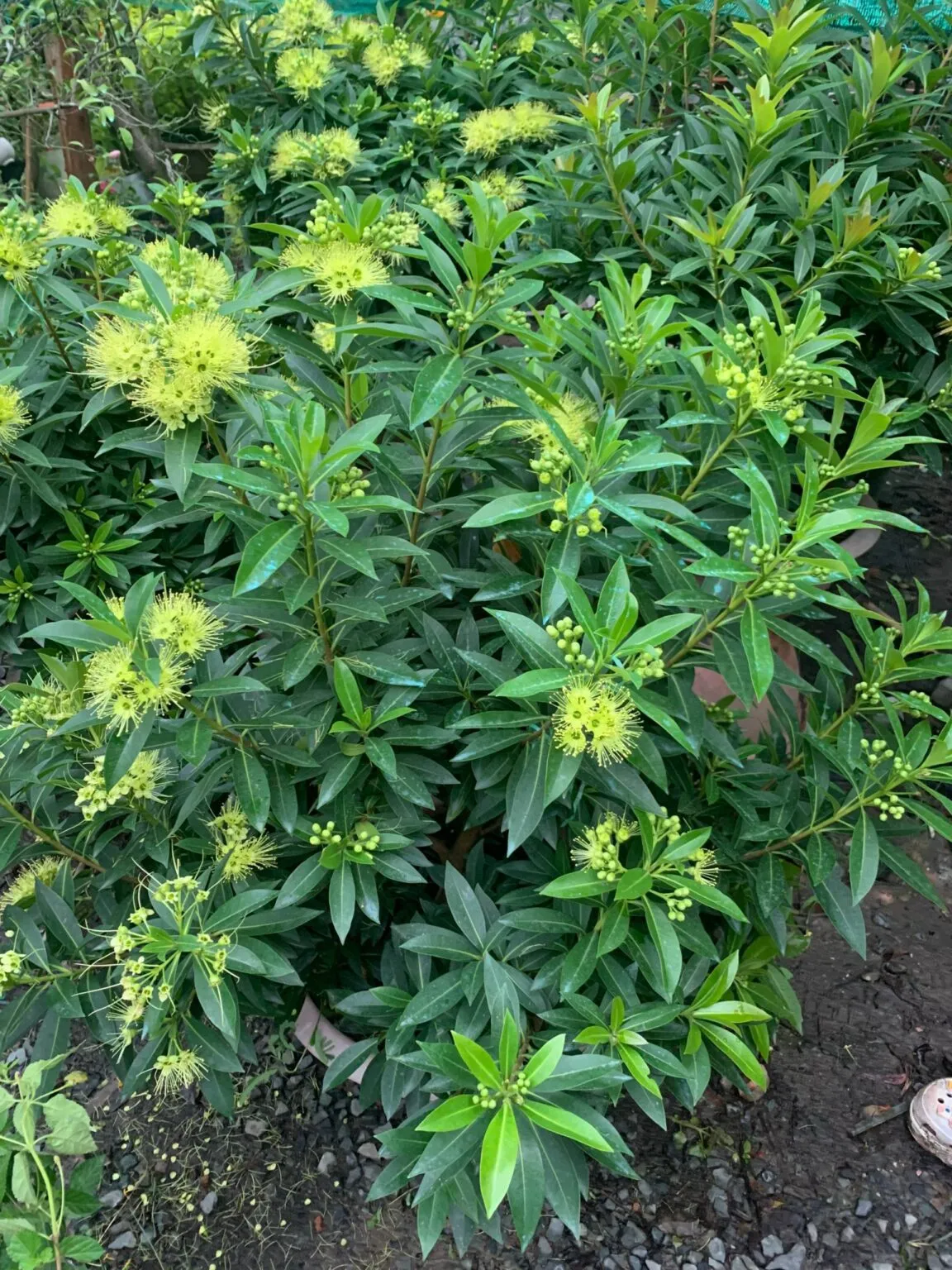 Ứng dụng của cây mai thái trong trang trí cảnh quan và không gian sống xanh