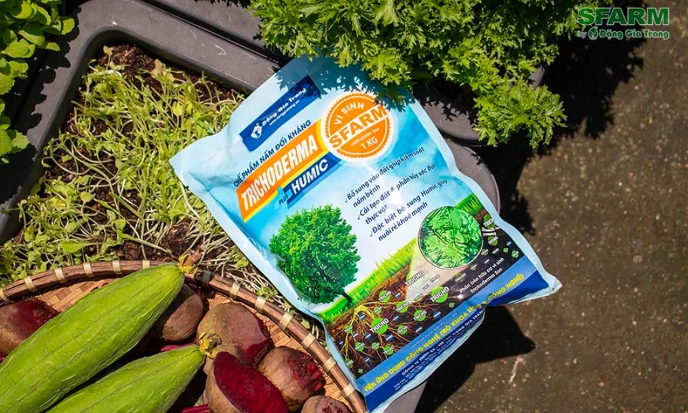 Ứng dụng nấm Trichoderma và Humic để cải tạo đất trồng, tăng khả năng phòng ngừa nấm bệnh cho rễ cây cải