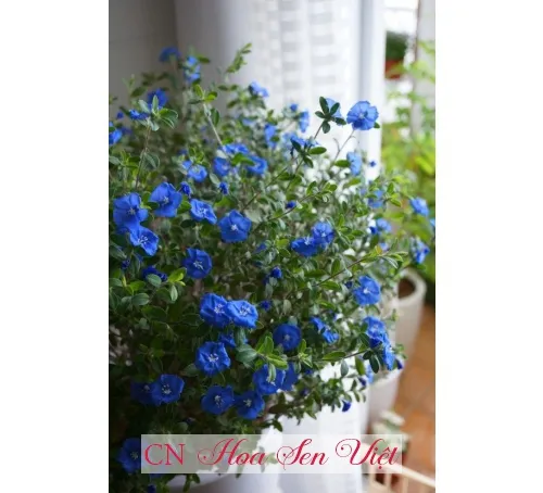 Ứng dụng trồng thảm và trang trí ban công cây Thanh Tú