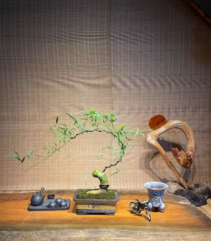 Cây Si Có Nên Trồng Trong Nhà: Phân Tích Phong Thủy Và Kỹ Thuật Trồng