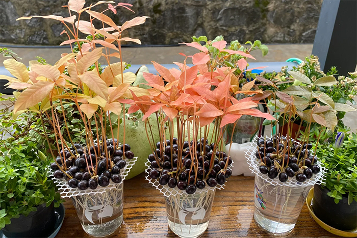 Cách Trồng Cây Bằng Hạt: Hướng Dẫn Chi Tiết Để Tạo Không Gian Xanh Bền Vững