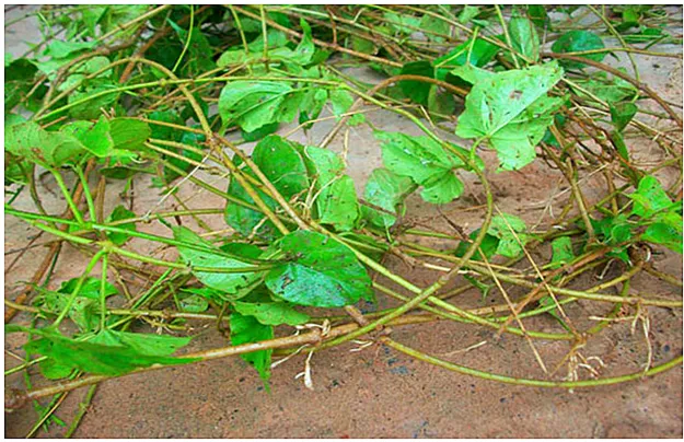 Ươm cành hoa thiên lý bánh tẻ