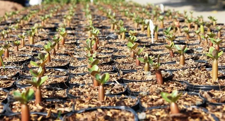 Ươm cây con hoa sứ Adenium bằng hạt giống, một bước quan trọng trong cách chăm sóc cây hoa sứ