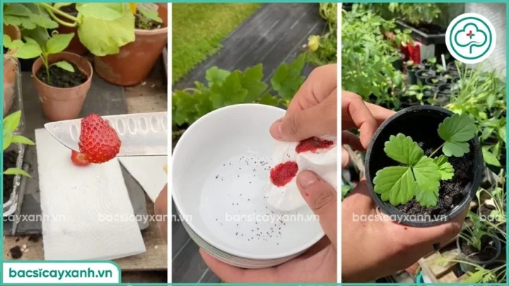 Cách Trồng Cây Dâu Tây Chịu Nhiệt Hiệu Quả Nhất Tại Vùng Khí Hậu Nóng