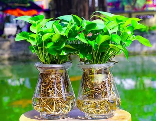 Ưu điểm của cây thủy sinh để bàn như thanh lọc không khí và mang lại yếu tố phong thủy