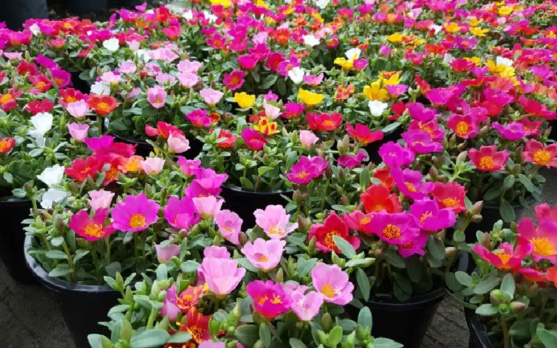 Ưu điểm của kỹ thuật nhân giống hoa mười giờ bằng cành