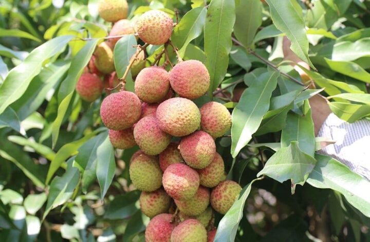 Cách Trồng Cây Vải Thiều Và Chăm Sóc Đạt Năng Suất Cao Nhất