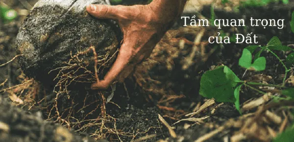 Vai trò của đất trồng chậu đối với sự phát triển của cây