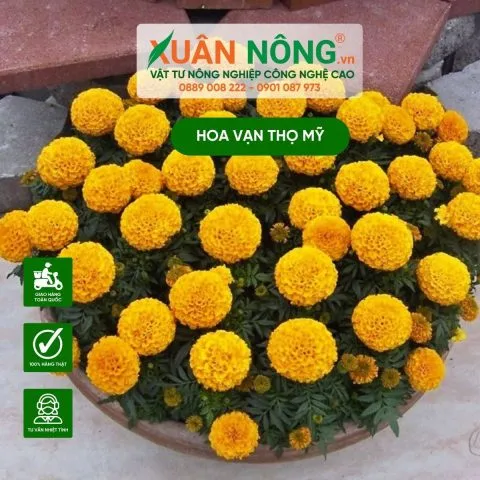 Vạn thọ Mỹ rực rỡ sắc vàng