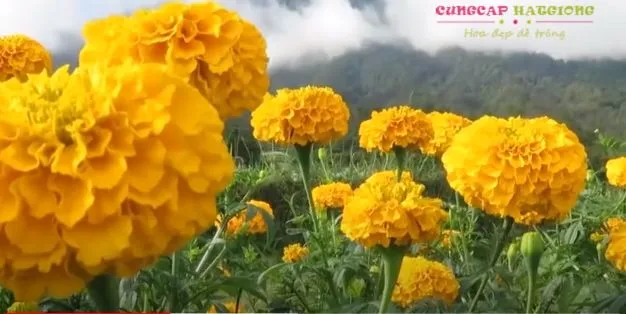 Vạn thọ thái lùn