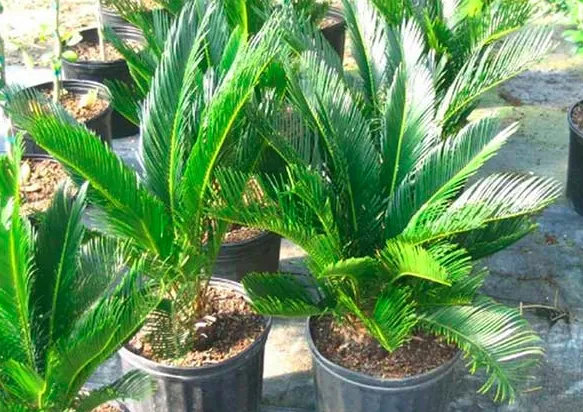 Vạn tuế cảnh quan được bố trí trong khuôn viên trang nghiêm, thể hiện ý nghĩa phong thủy và cách chăm sóc cây vạn tuế cảnh