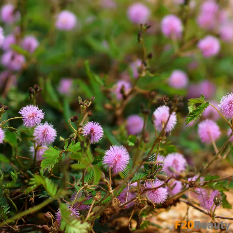 Vẻ đẹp của cây hoa trinh nữ bonsai khi được chăm sóc theo hướng dẫn cách trồng cây hoa trinh nữ