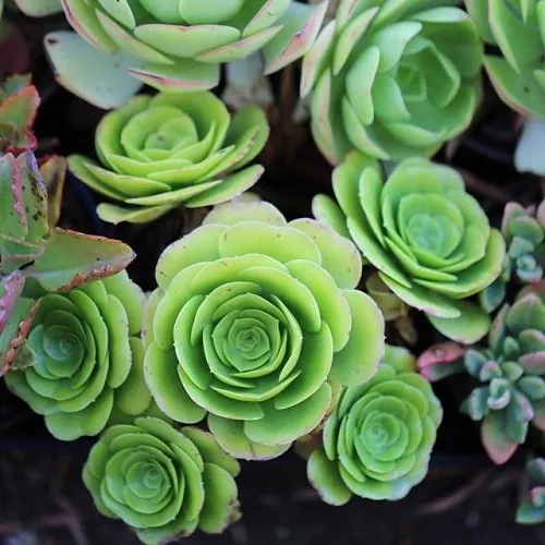 Vẻ đẹp độc đáo của lá cây bỏng Aeonium aureum Green Rose Buds