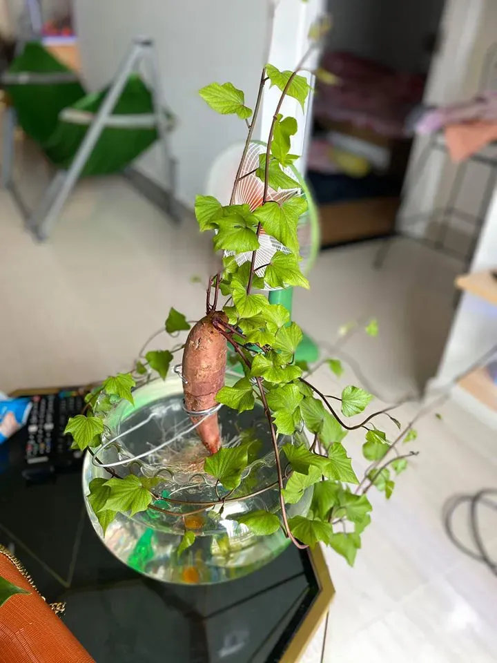 Vẻ đẹp độc đáo của mô hình khoai lang thủy sinh trong bình thủy tinh