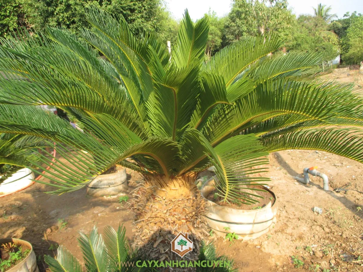 Vẻ đẹp độc đáo và hình dáng cổ điển của cây Vạn Tuế khi được trồng trong chậu sứ làm cây cảnh nội thất