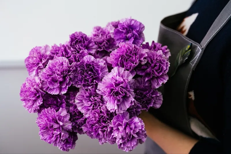 Vẻ đẹp huyền bí của hoa phăng tím