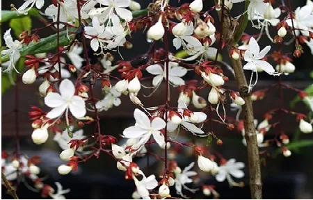 Vẻ đẹp kiêu kỳ của chuỗi hoa dạ ngọc minh châu nở rộ dịp Tết