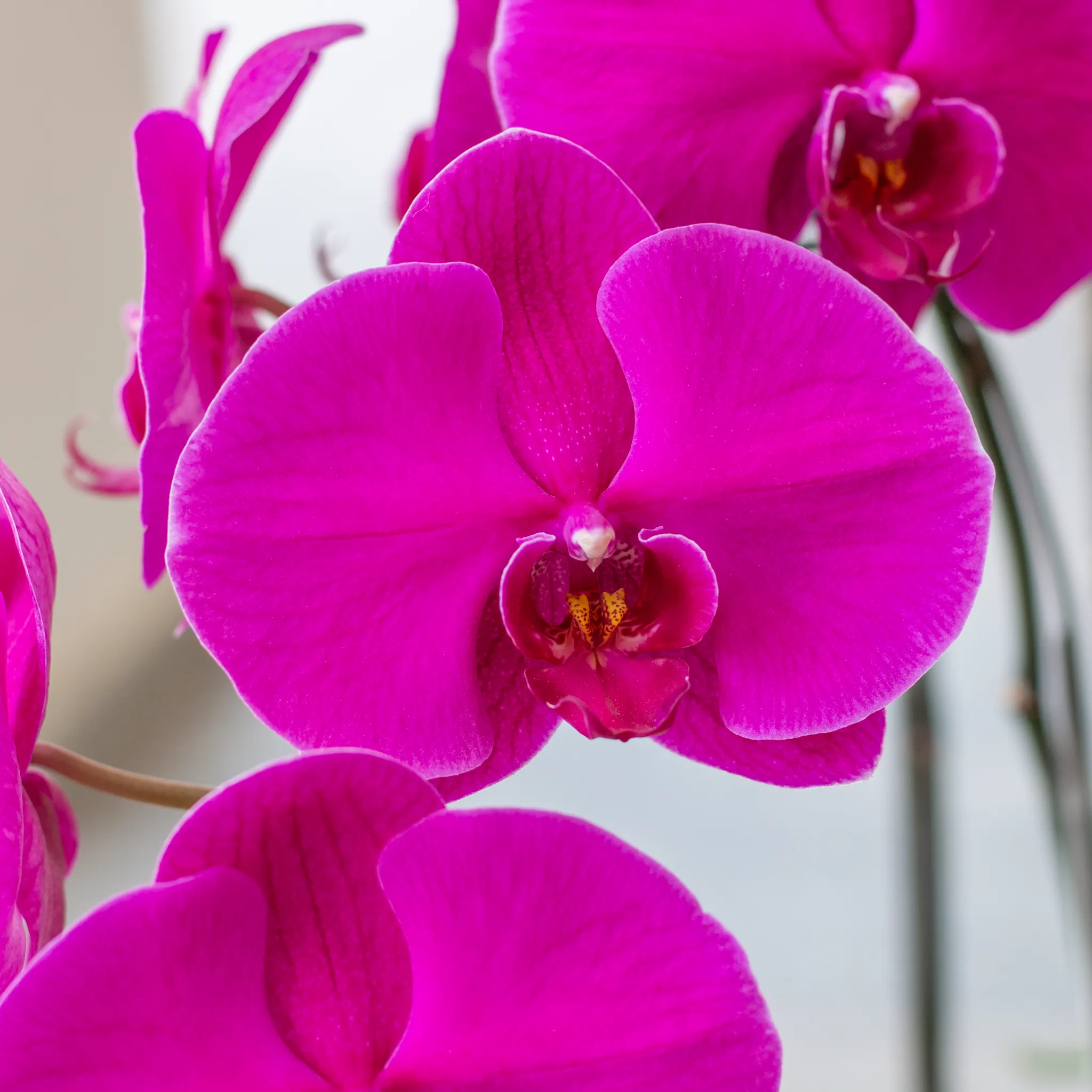 Vẻ đẹp Lan Hồ Điệp màu vàng rực rỡ và lâu tàn