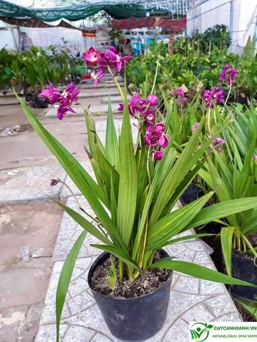 Vẻ đẹp quyến rũ của hoa chu đinh lan màu tím, một kết quả của việc áp dụng đúng kỹ thuật chăm sóc chu đinh lan