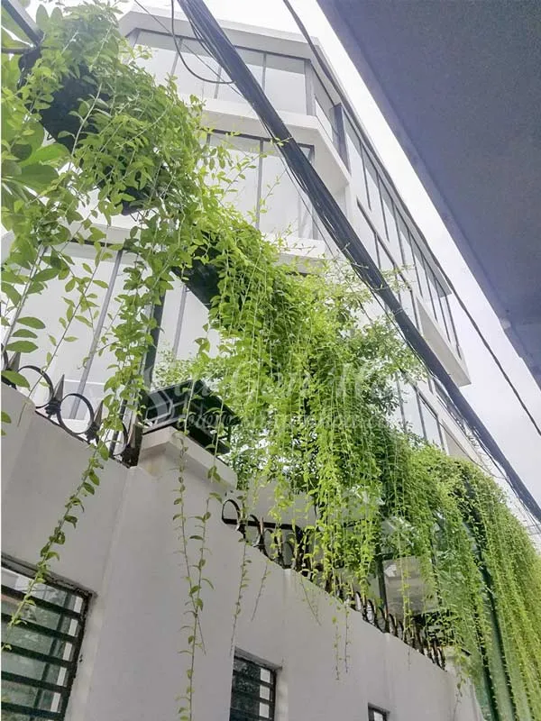 Vẻ đẹp rủ xanh mướt của cây Cúc Tần Ấn Độ khi được trồng treo