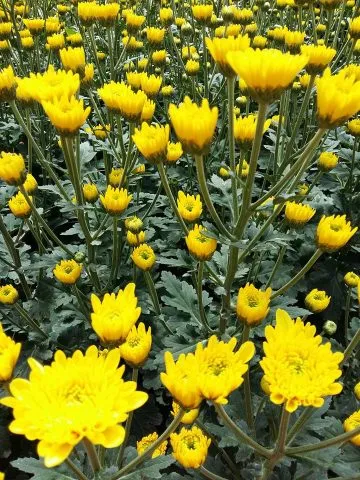 Vẻ đẹp rực rỡ của hoa cúc Đà Lạt nhiều màu sắc