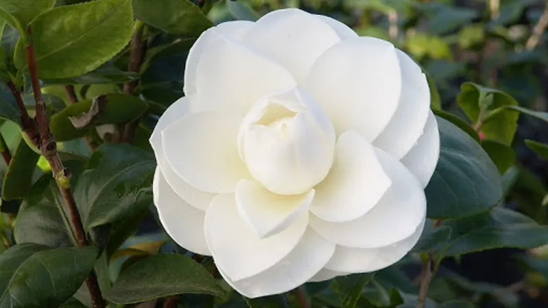 Vẻ đẹp thuần khiết của hoa trà my trắng (bạch trà) quý hiếm