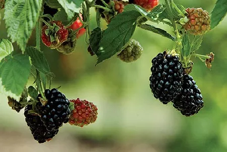 Vẻ đẹp và màu sắc rực rỡ của quả mâm xôi (phúc bồn tử)