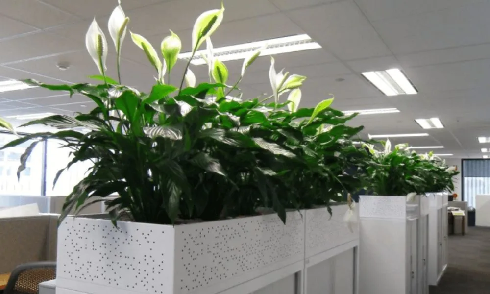 Vệ sinh chậu và bề mặt đất trồng cây cảnh văn phòng để ngăn ngừa nấm mốc và mầm bệnh