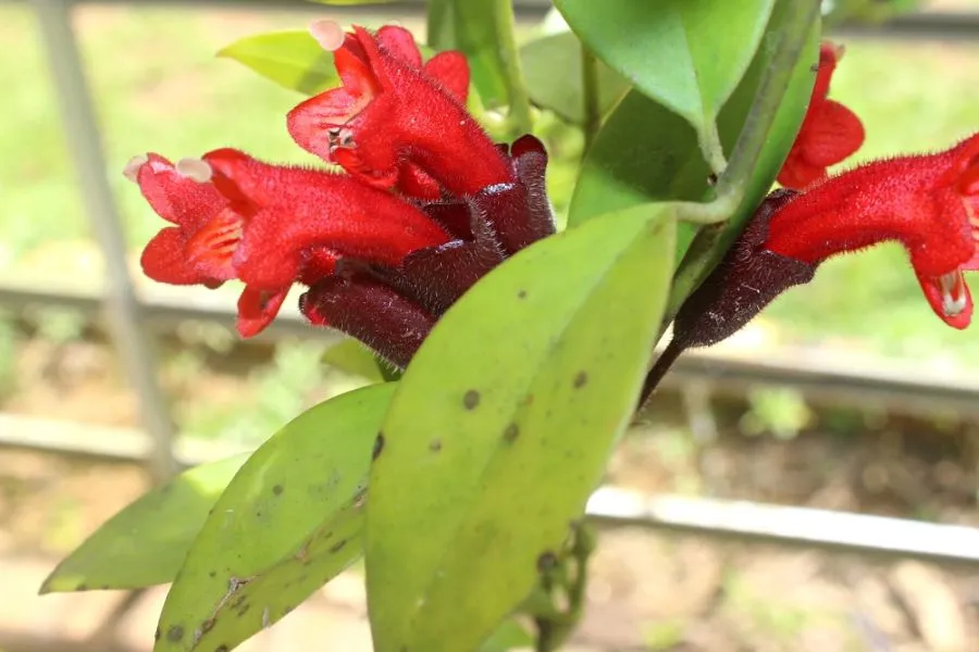 Vết đốm lá do nấm trên cây son môi, cần xử lý bằng dầu neem