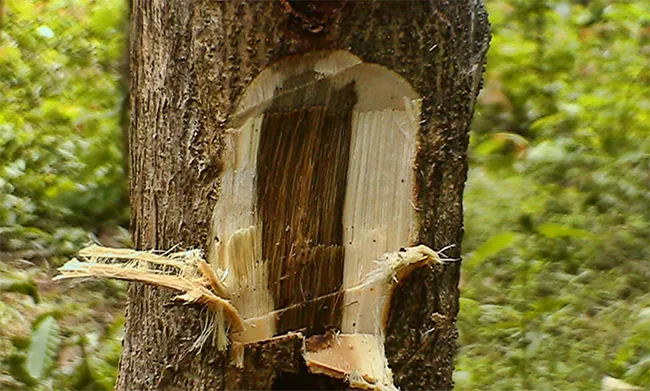 Vết thương tên cây Dó bầu tạo ra trầm hương