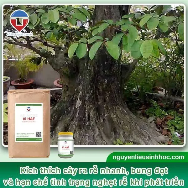 Vi HAF giúp cây ra rễ mạnh, bung đọt tốt, an toàn không độc hại