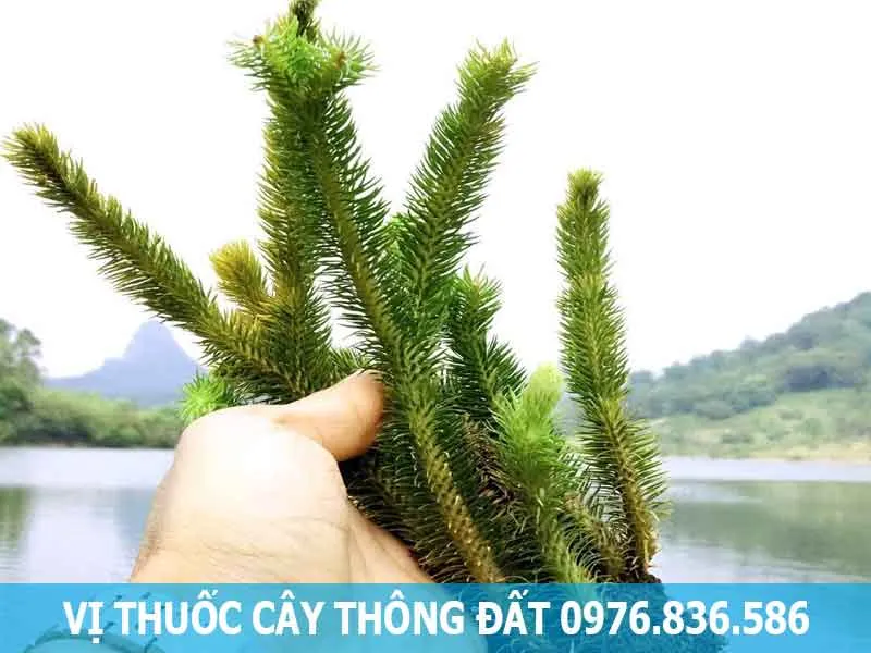 vị thuốc cây thông đất