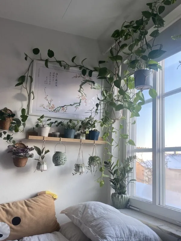 Vị trí đặt cây cảnh mini gần cửa sổ để tối ưu ánh sáng gián tiếp trong phòng ngủ