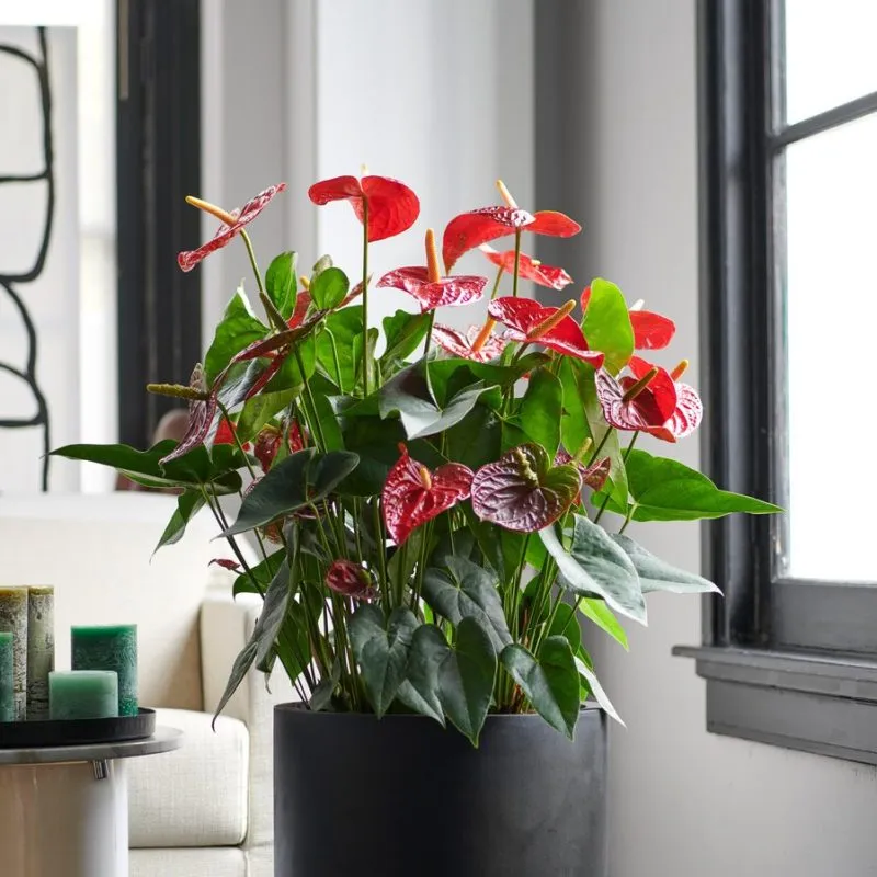 Vị trí đặt cây Hồng Môn lý tưởng trong nhà, gần nguồn ánh sáng gián tiếp