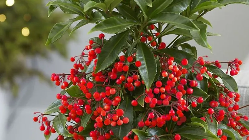 Vị trí đặt cây kim ngân lượng