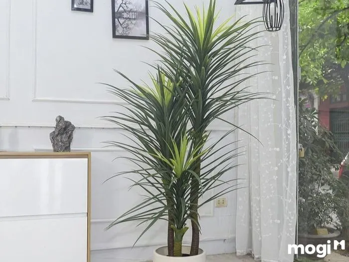 Vị trí đặt cây Thần Tài Núi trong không gian nội thất gia đình