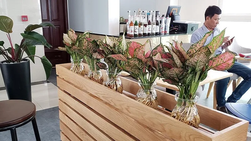 Vị trí đặt cây Vạn Lộc gần cửa sổ nhận ánh sáng gián tiếp