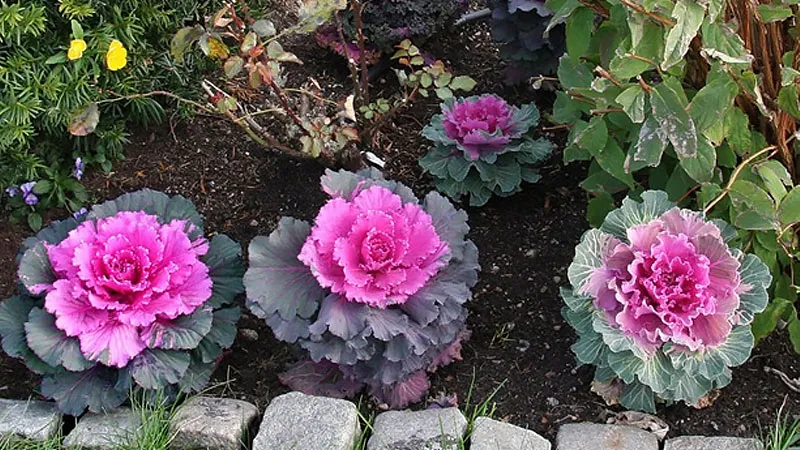 Vị trí đặt chậu phù hợp để bắp cải hoa hồng phát triển tốt